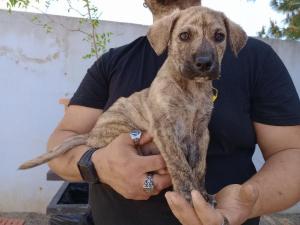 Immagine animale
